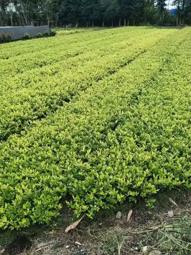 园林绿化工程师需要学习哪些内容